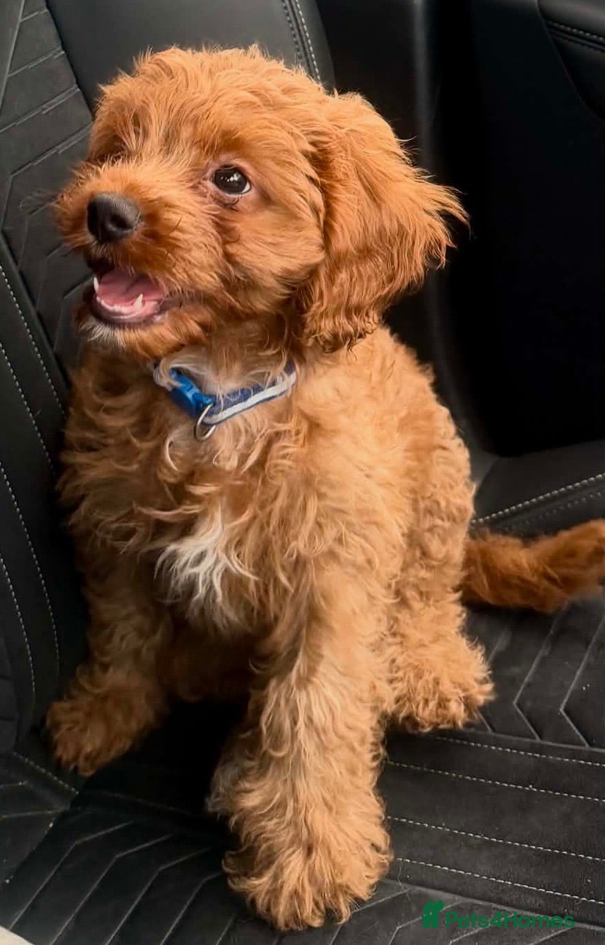 Cavapoo dogs One Beautiful Cavapoo boy Puppy left - Advert 5