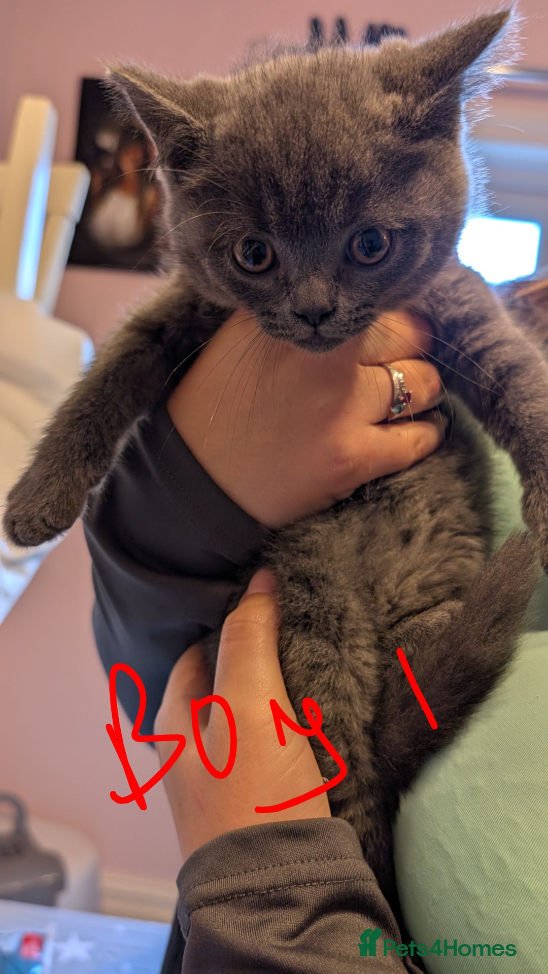 Scottish Fold cats for sale: Scottish fold kittens - Image 2