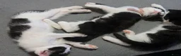 Mixed Breed cats for sale: 5 black and white kittens  - Advert 9