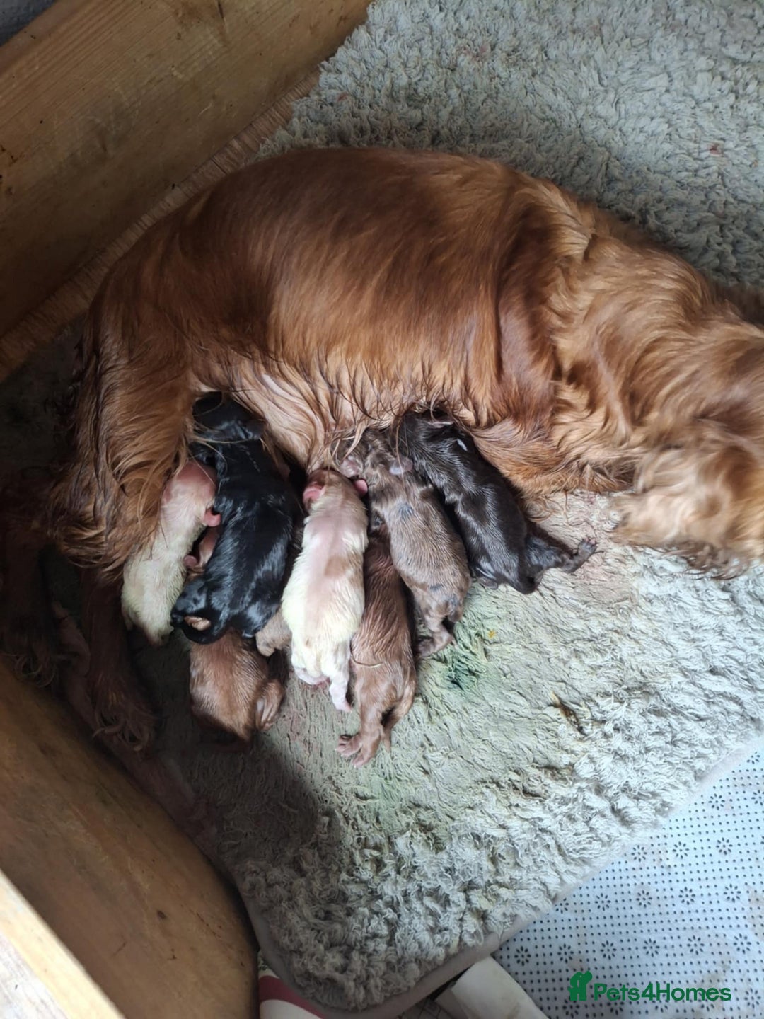 Cocker Spaniel dogs for sale: 3 loving boy cocker spaniels  - Advert 1