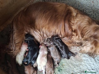 Cocker Spaniel dogs 3 loving boy cocker spaniels - Advert 4