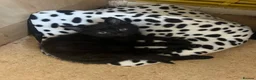 Mixed Breed cats for sale: Male kitten - Advert 7