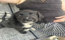 Mixed Breed dogs for sale: Cockerpoo x bordercollie puppies - Image 12