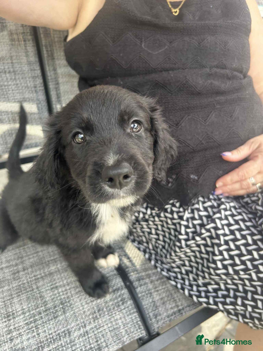 Mixed Breed dogs for sale: Cockerpoo x bordercollie puppies - Image 12
