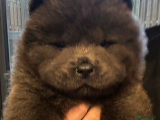 Chow Chow dogs KC reg chow chows - Advert 4
