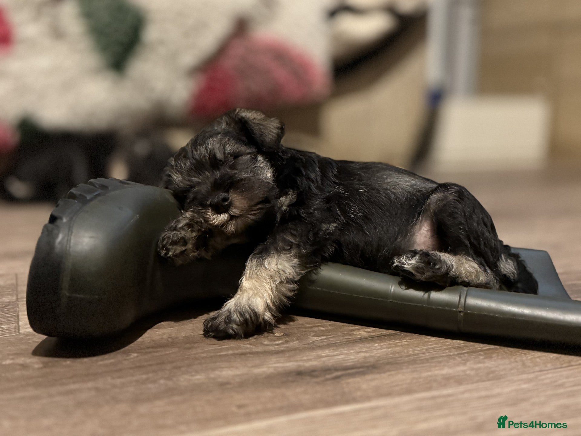 Miniature Schnauzer dogs MINIATURE SCHNAUZER PUPS RKC Reg 1 GIRL UNRESERVED - Advert 14