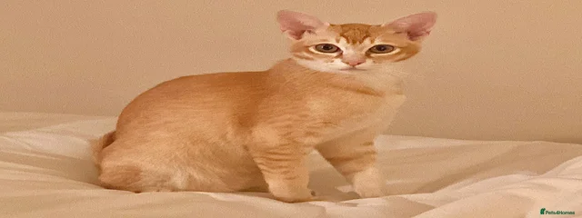 Saffy