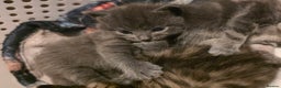 Mixed Breed cats for sale: Long haired tabby kittens.  - Advert 7