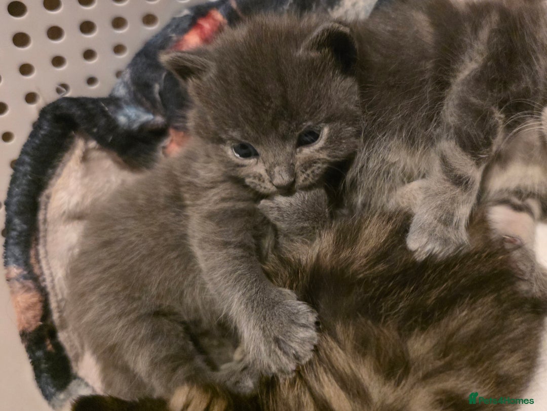 Mixed Breed cats for sale: Long haired tabby kittens.  - Advert 7