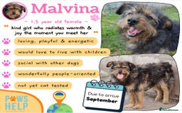 Mixed Breed dogs for adoption: 💖🐶 MALVINA 🐶💖 - Image 1