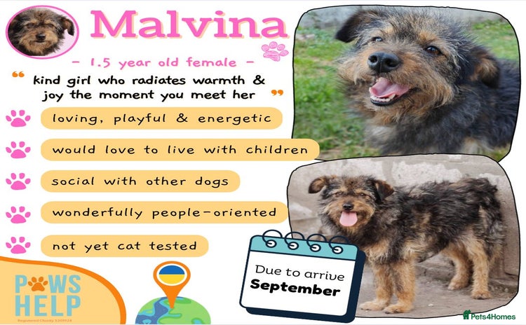 Mixed Breed dogs - Advert 15