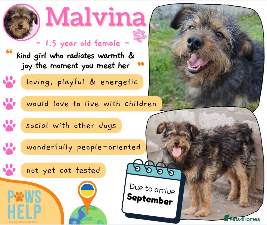 Mixed Breed dogs for adoption: 💖🐶 MALVINA 🐶💖 - Image 1