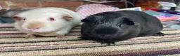 Guinea Pig rodents for sale: Two Special Girls - Advert 3