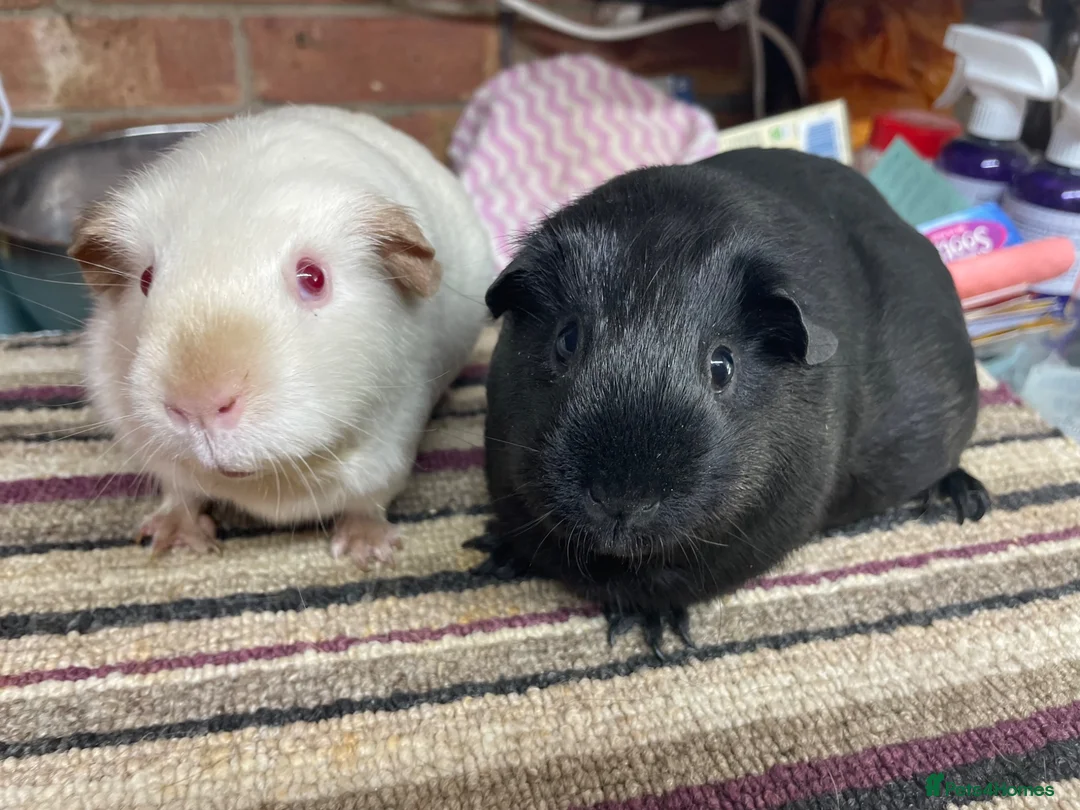 Guinea Pig rodents for sale: Two Special Girls - Advert 3