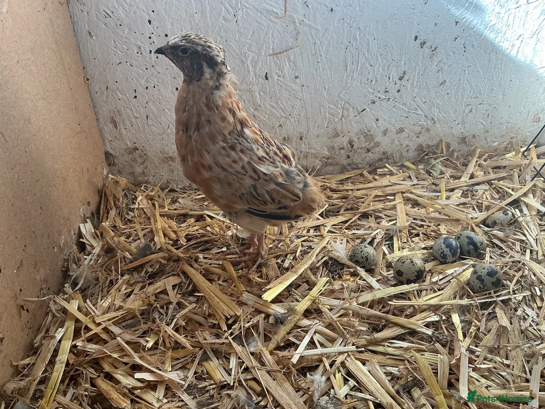 Quail poultry for sale: Courtnix quails in Ipswich - Advert 2