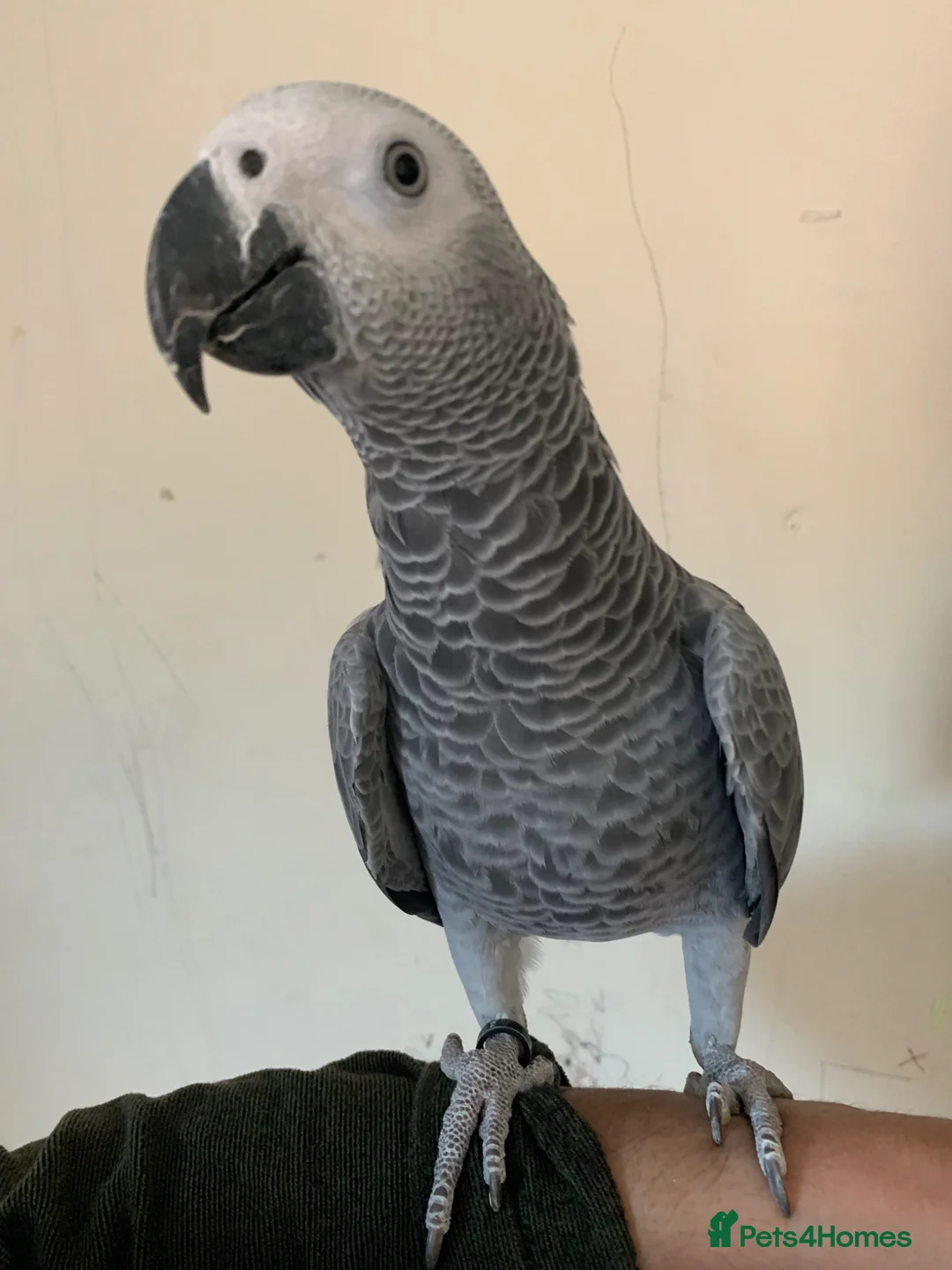 Parrots birds for sale: Super tame baby Congo African grey  - Advert 4