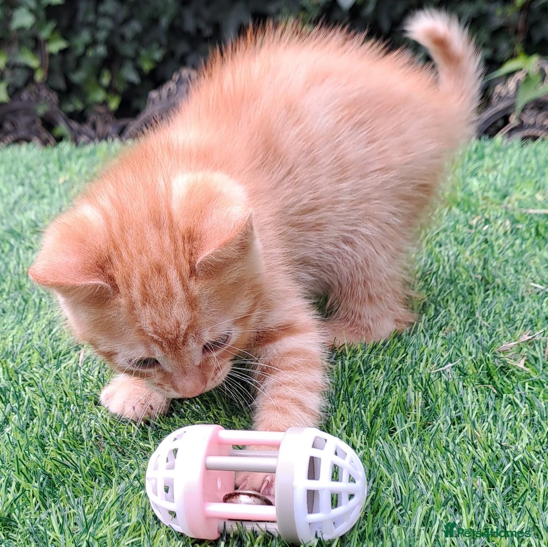 Mixed Breed cats for sale: Gorgeous Ginger Maine Coon x Kittens - Image 9