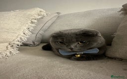 Scottish Fold cats for sale: Loving Scottish Fold  - Image 7