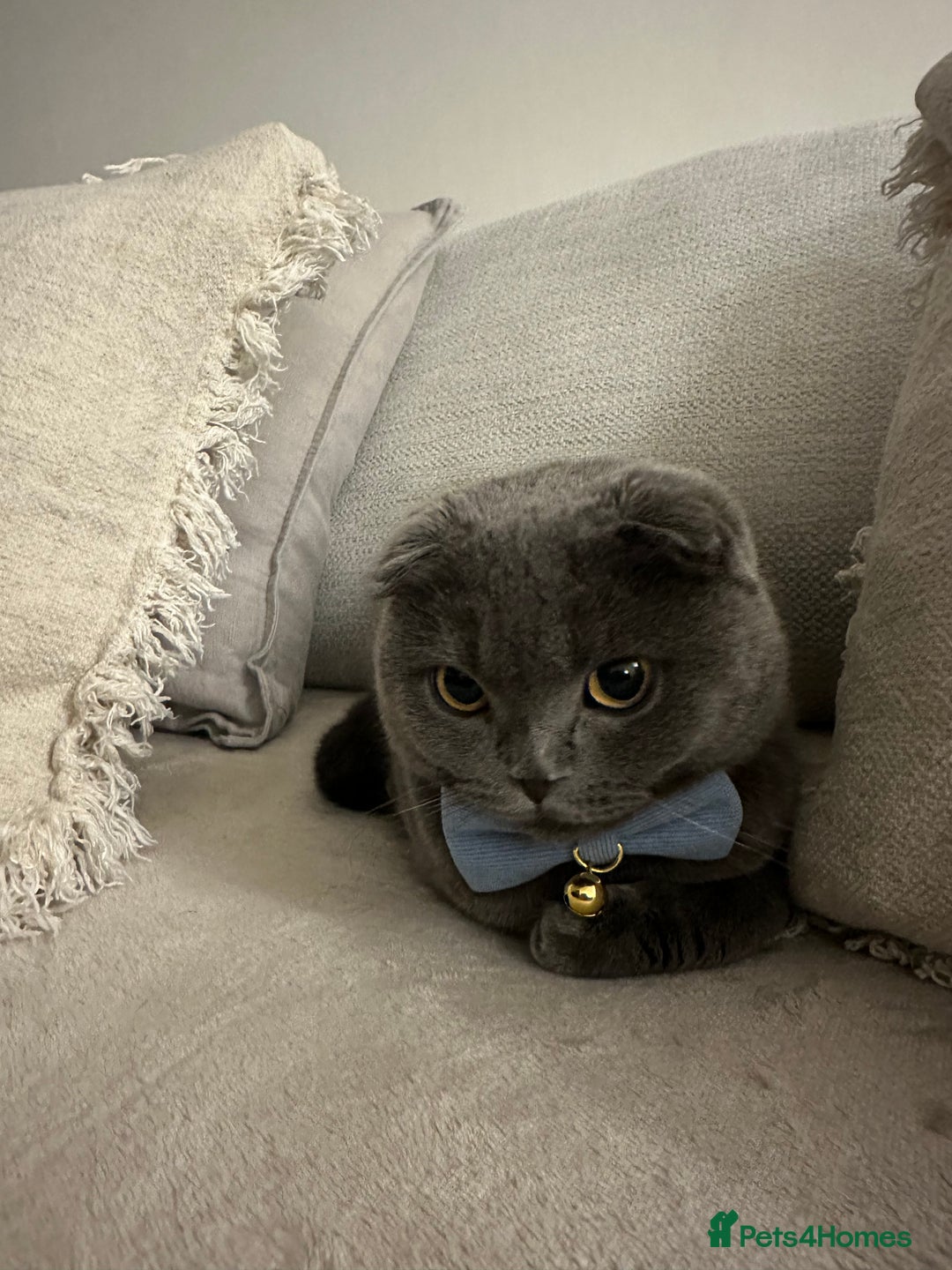 Scottish Fold cats for sale: Loving Scottish Fold  - Image 7