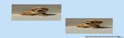 Golden Retriever dogs for sale: 5 KC registered Golden Retriever boys - Advert 2