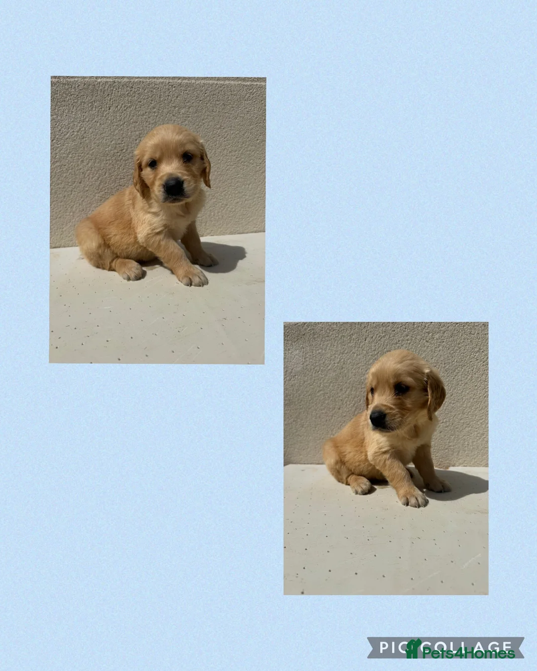 Golden Retriever dogs for sale: 5 KC registered Golden Retriever boys - Advert 2