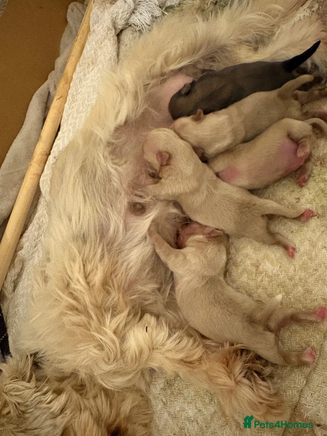 Shih Tzu dogs for sale: True cream imperial Shihtzu  - Advert 2
