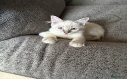 Ragdoll cats for sale: Ready Now. Stunning GCCF Pure Bred Ragdoll kittens - Image 35