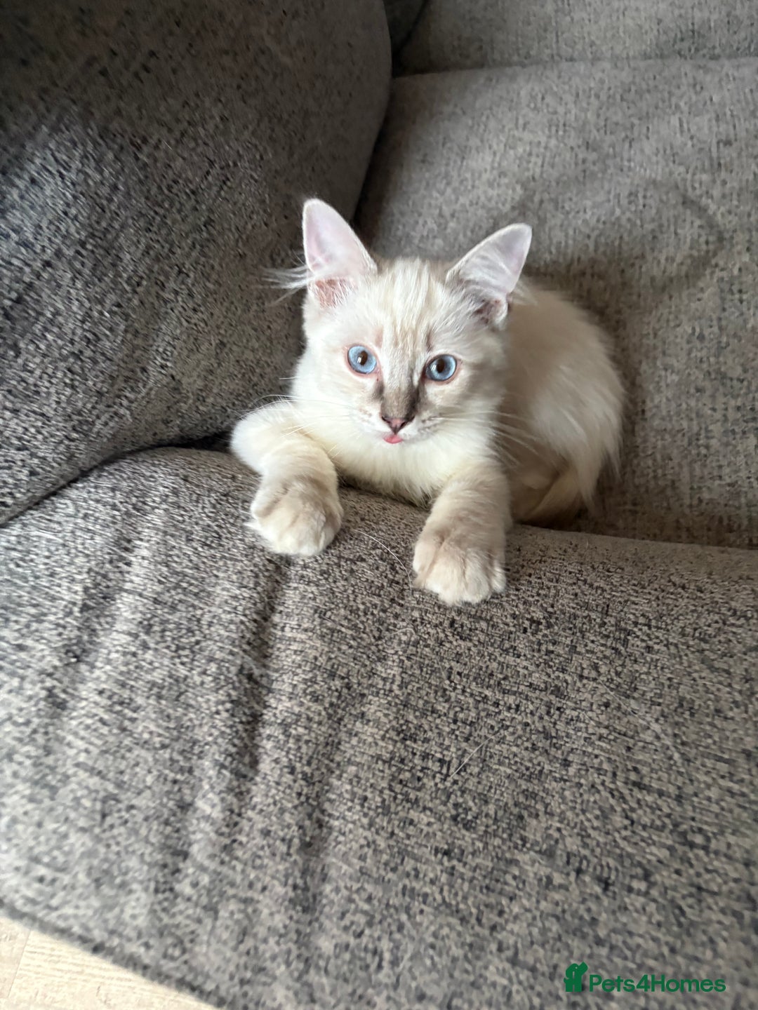 Ragdoll cats for sale: Ready Now. Stunning GCCF Pure Bred Ragdoll kittens - Image 35