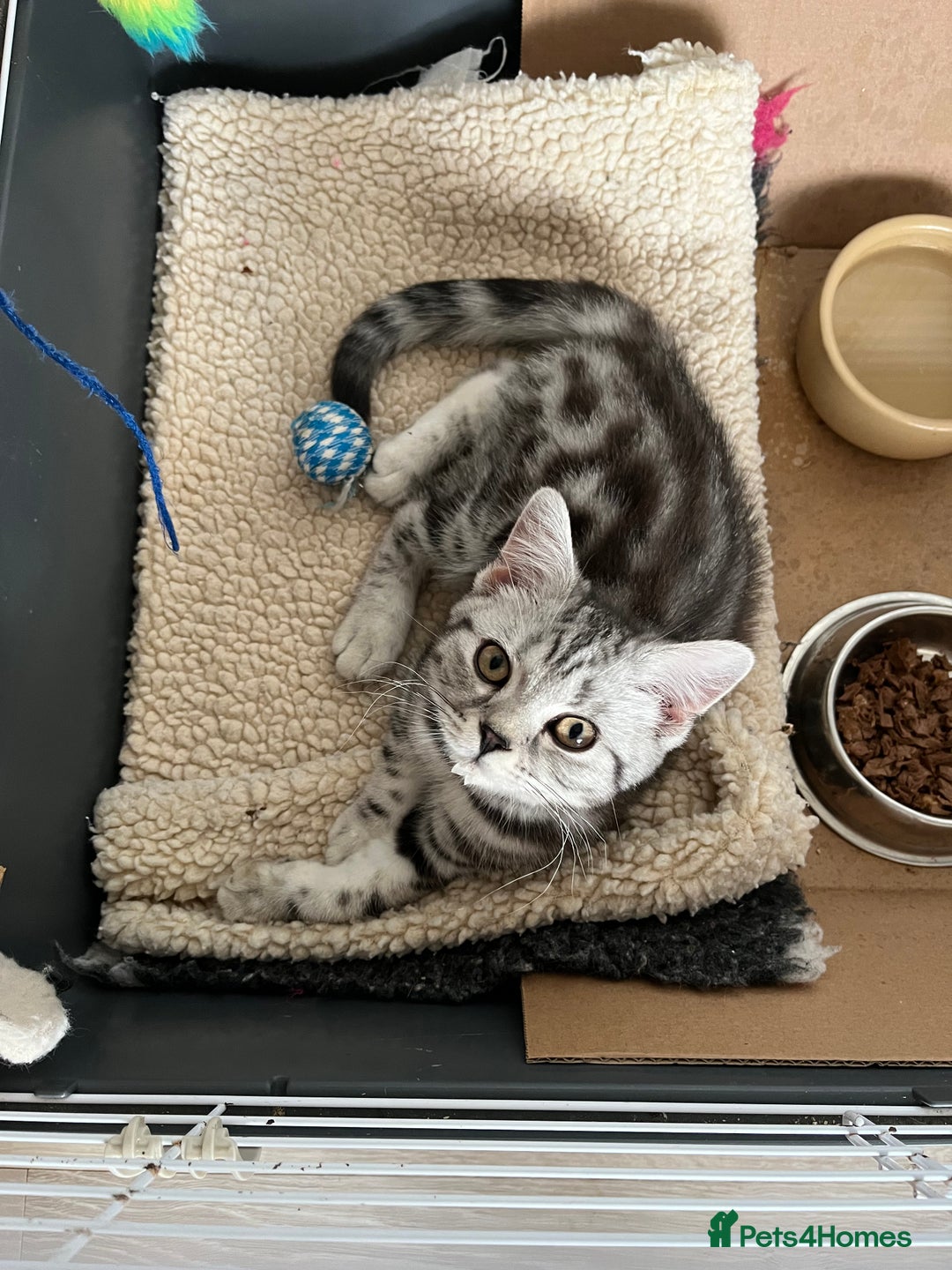 British Shorthair cats for sale:  BSH SILVER CLASSIC TABBY - Image 1