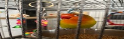 Lovebirds birds for sale: Hand reared love bird MALE  - Advert 2