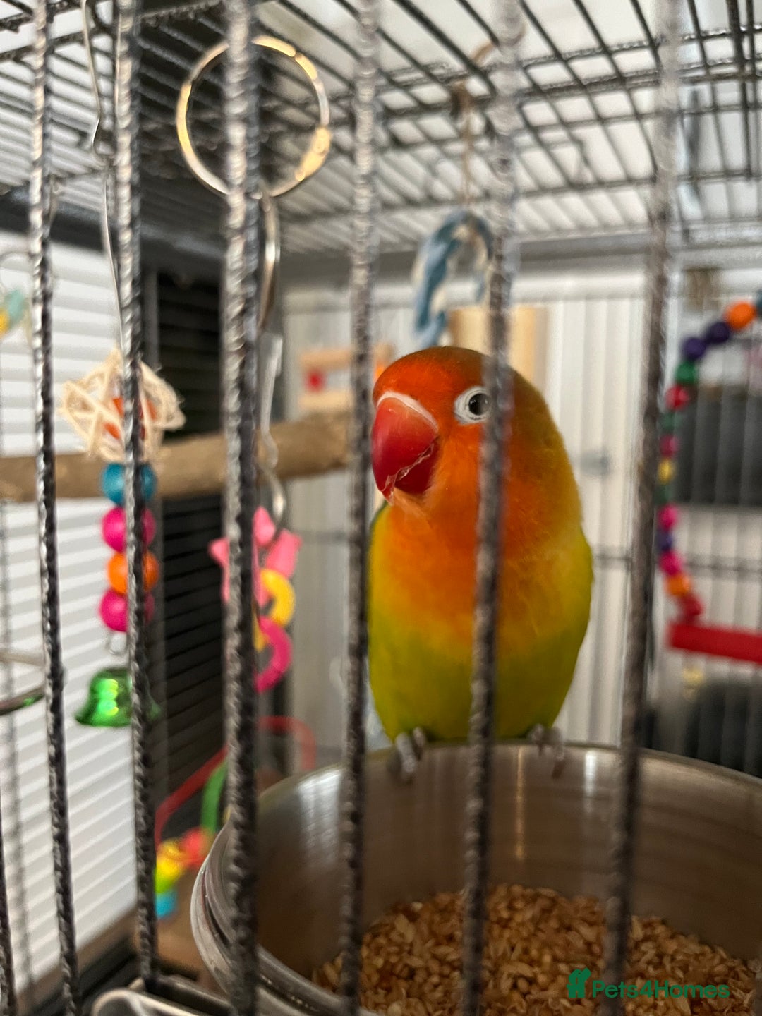 Lovebirds birds for sale: Hand reared love bird MALE  - Advert 2
