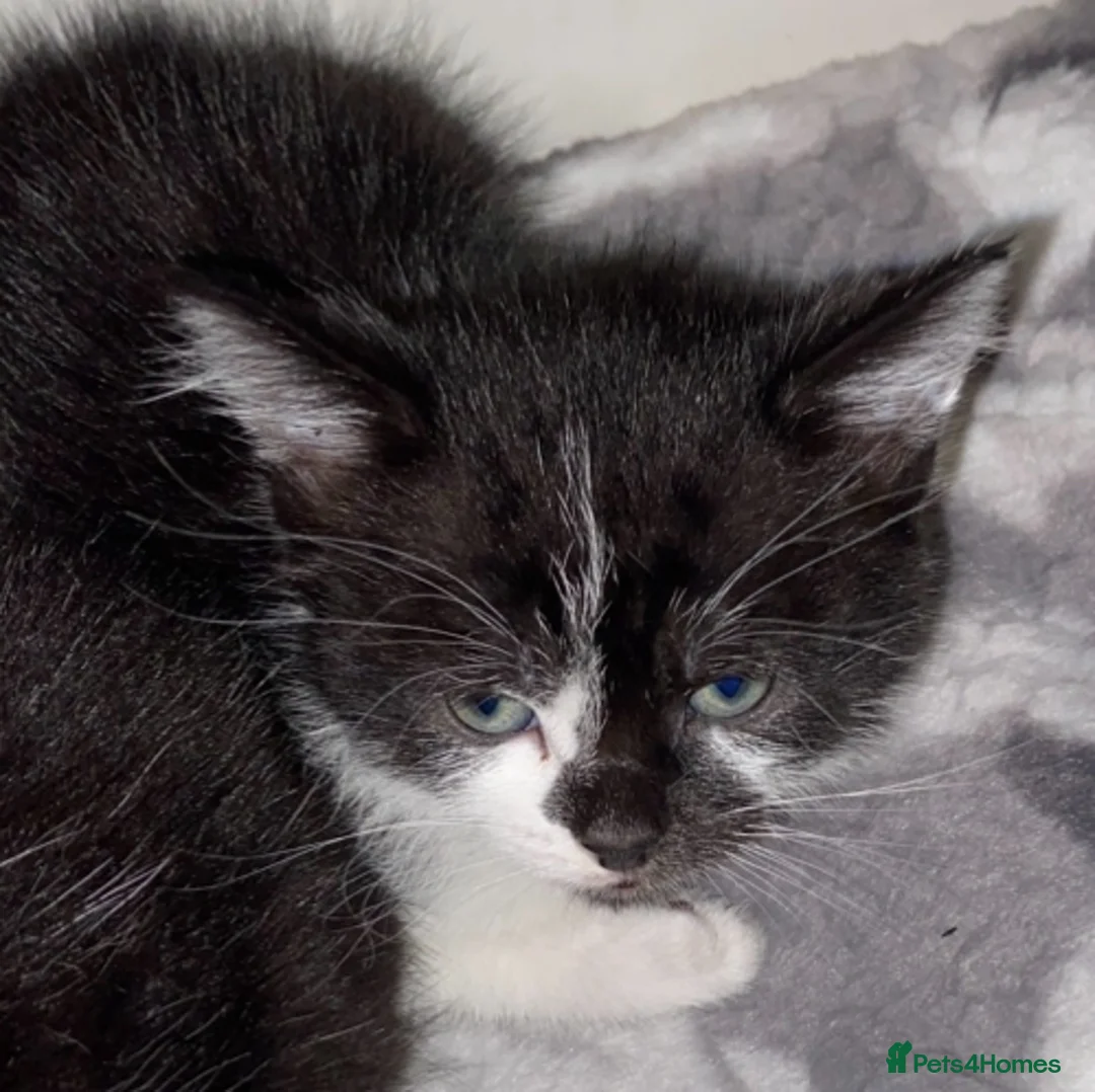Mixed Breed cats for sale: Male kittens READY TO LEAVE  - Advert 2