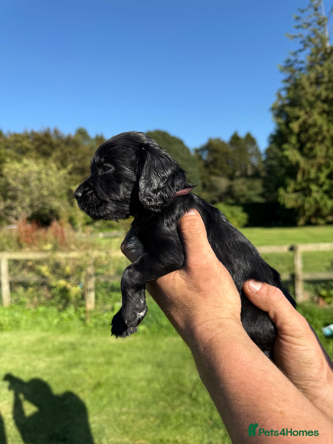Cocker Spaniel dogs for sale: Working cocker spaniel - Image 9