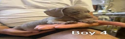 Miniature Dachshund dogs for sale: Miniature Dachshund - Advert 8