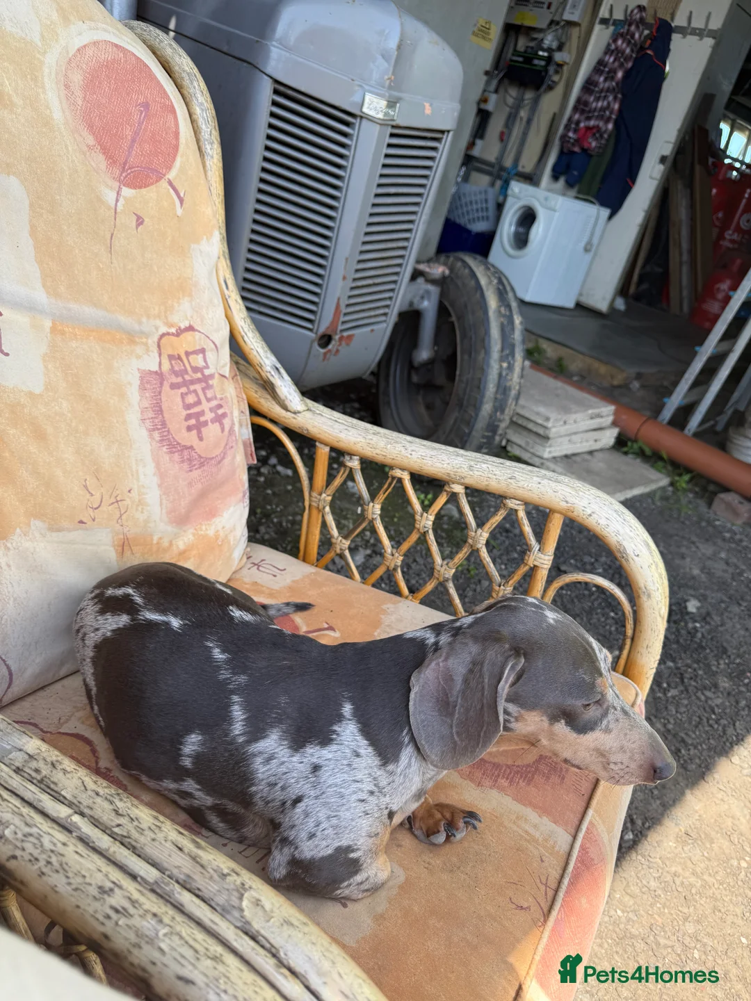 Miniature Dachshund dogs for stud: **FOR STUD Beautiful Blue & Tan Dapple - Advert 4