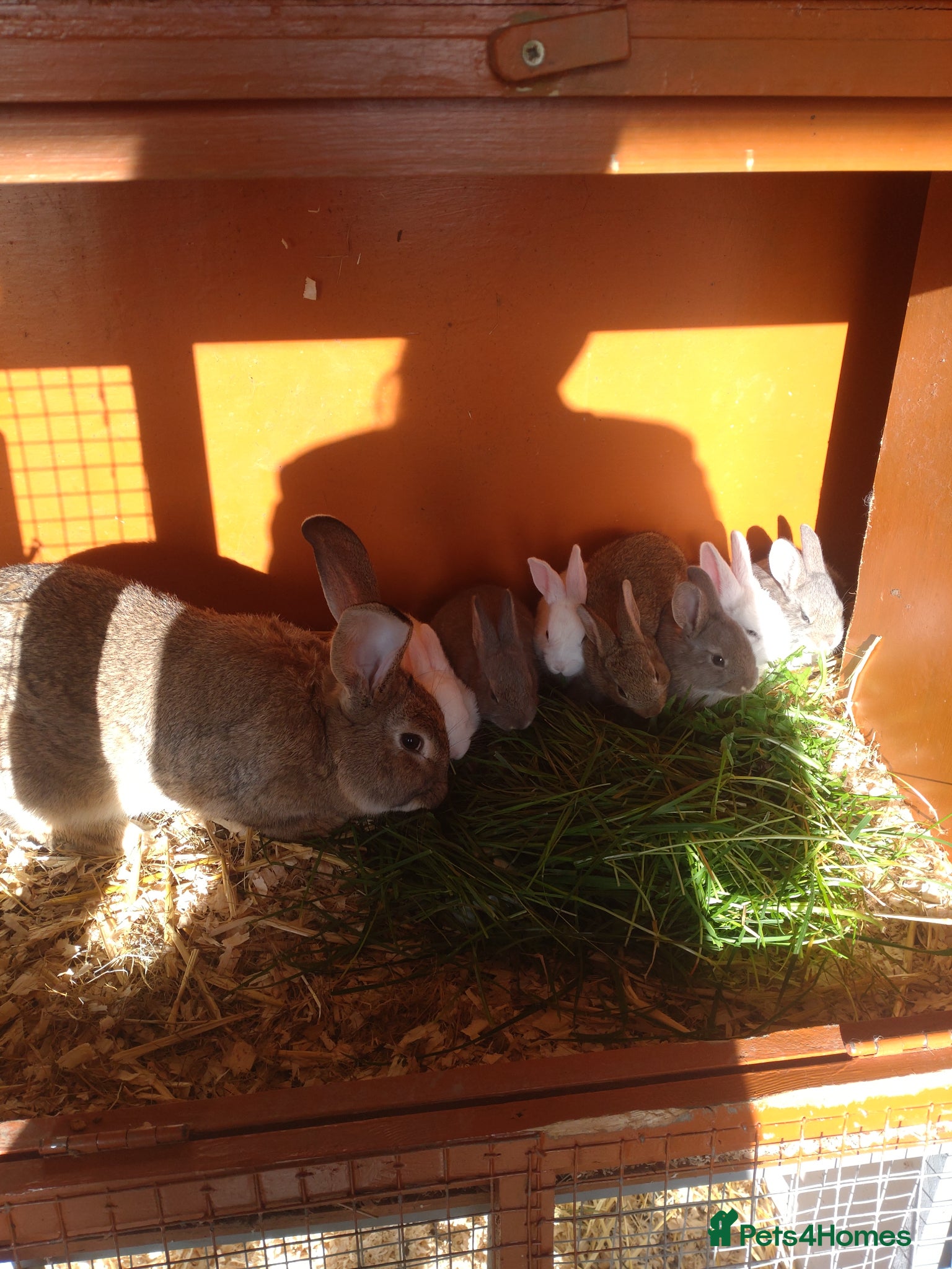 Mixed Breed rabbits Rex cross continental giant babies for sale - Advert 3