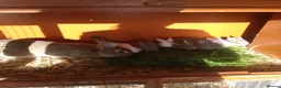 Mixed Breed rabbits for sale: Rex cross continental giant babies for sale in Dorchester - Advert 1
