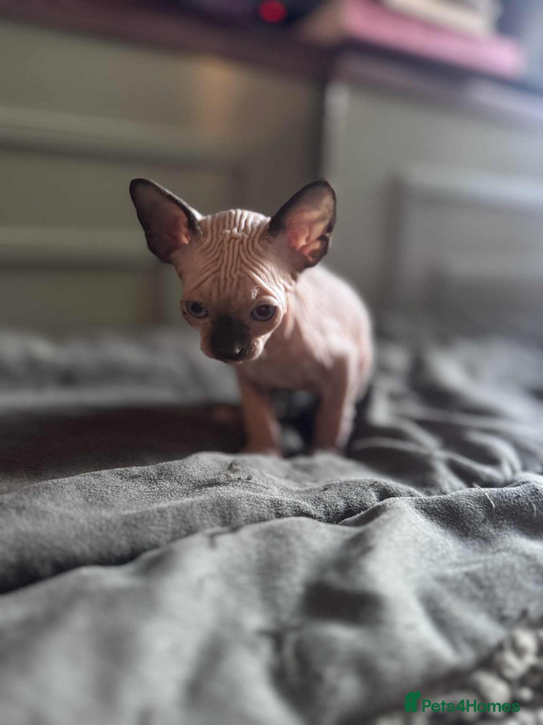Sphynx cats for sale: Sphynx kittens  - Image 4
