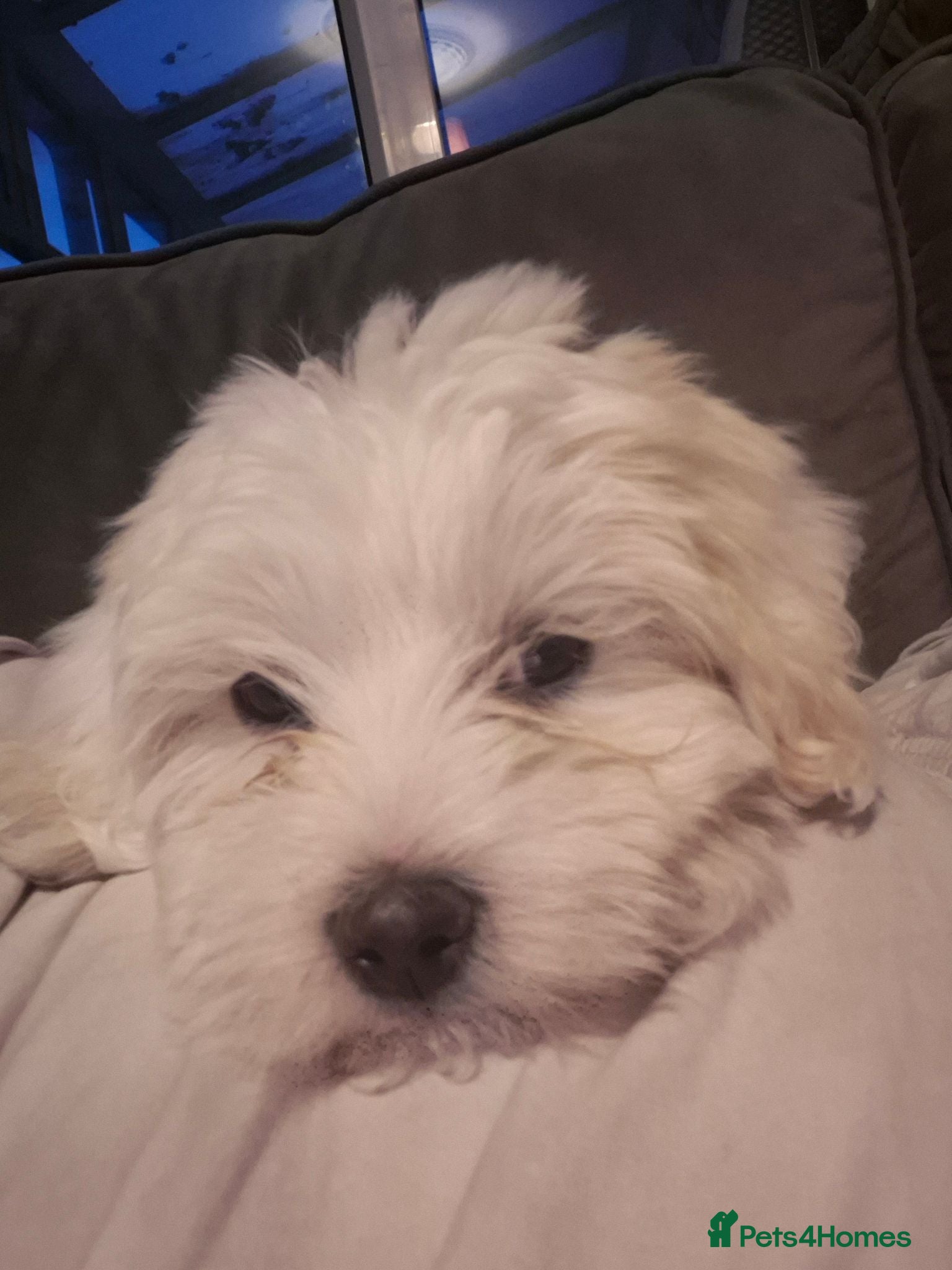 Maltese dogs Maltese Bitch for sale - Advert 1