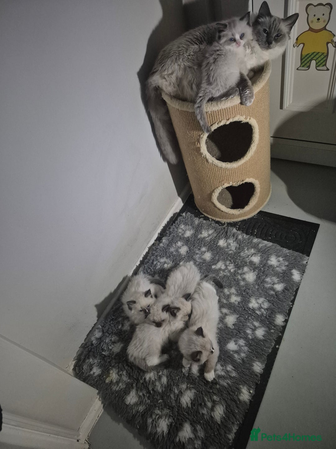 Ragdoll cats for sale: GCCF Reg. Ragdoll kittens Champion lines - Advert 17