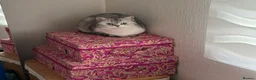 British Shorthair cats for sale: Beautiful mother and daughter British short hairs  - Advert 2
