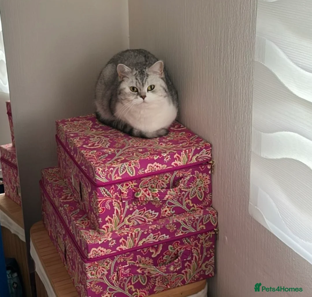 British Shorthair cats for sale: Beautiful mother and daughter British short hairs  - Advert 2