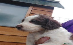 Mixed Breed dogs for sale: Border collie cocker puppies 1 Male available  - Image 2