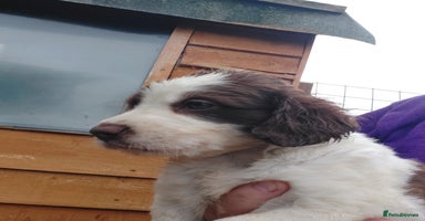 Mixed Breed dogs - Advert 11