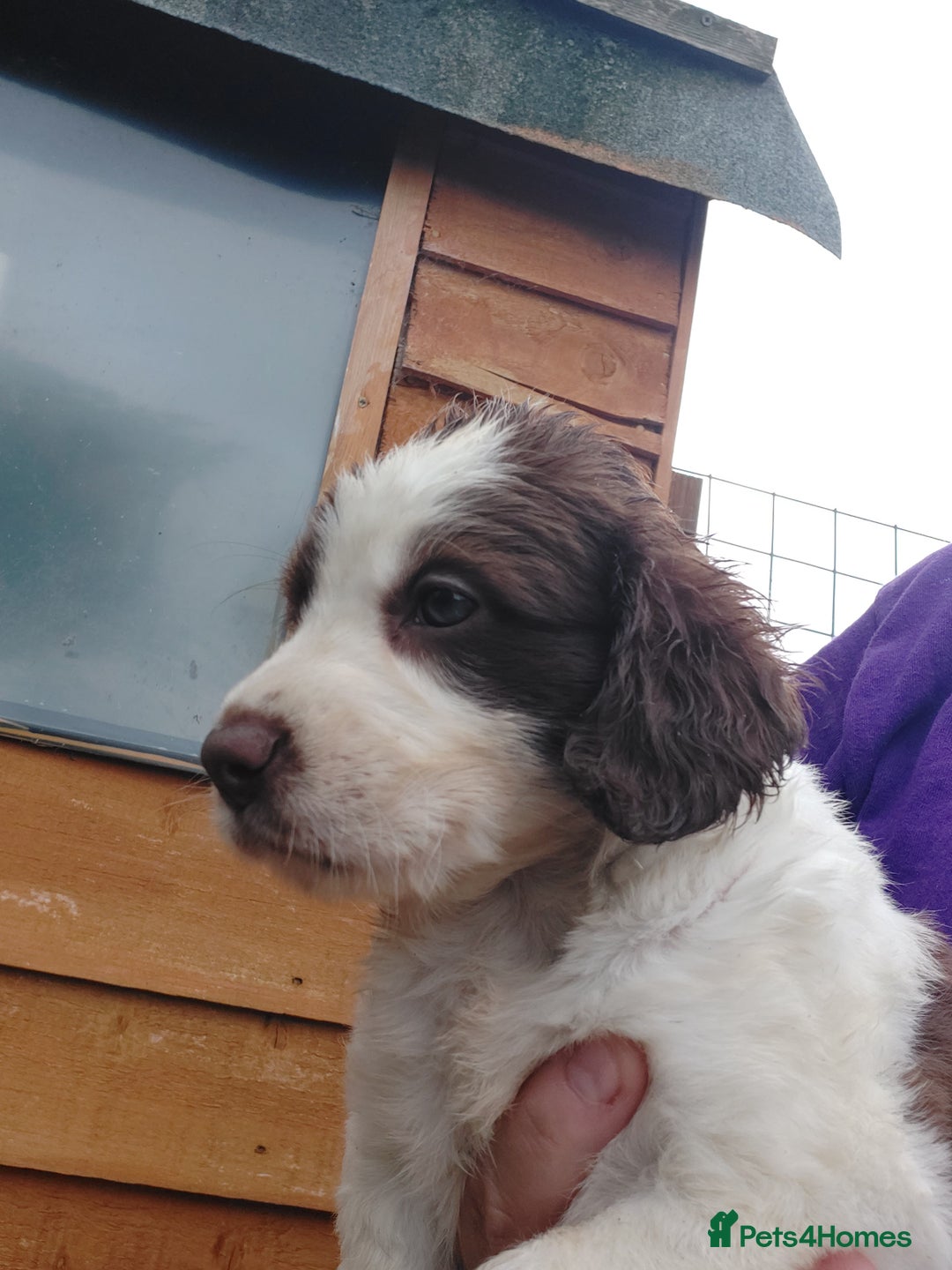 Mixed Breed dogs for sale: Border collie cocker puppies 1 Male available  - Image 2