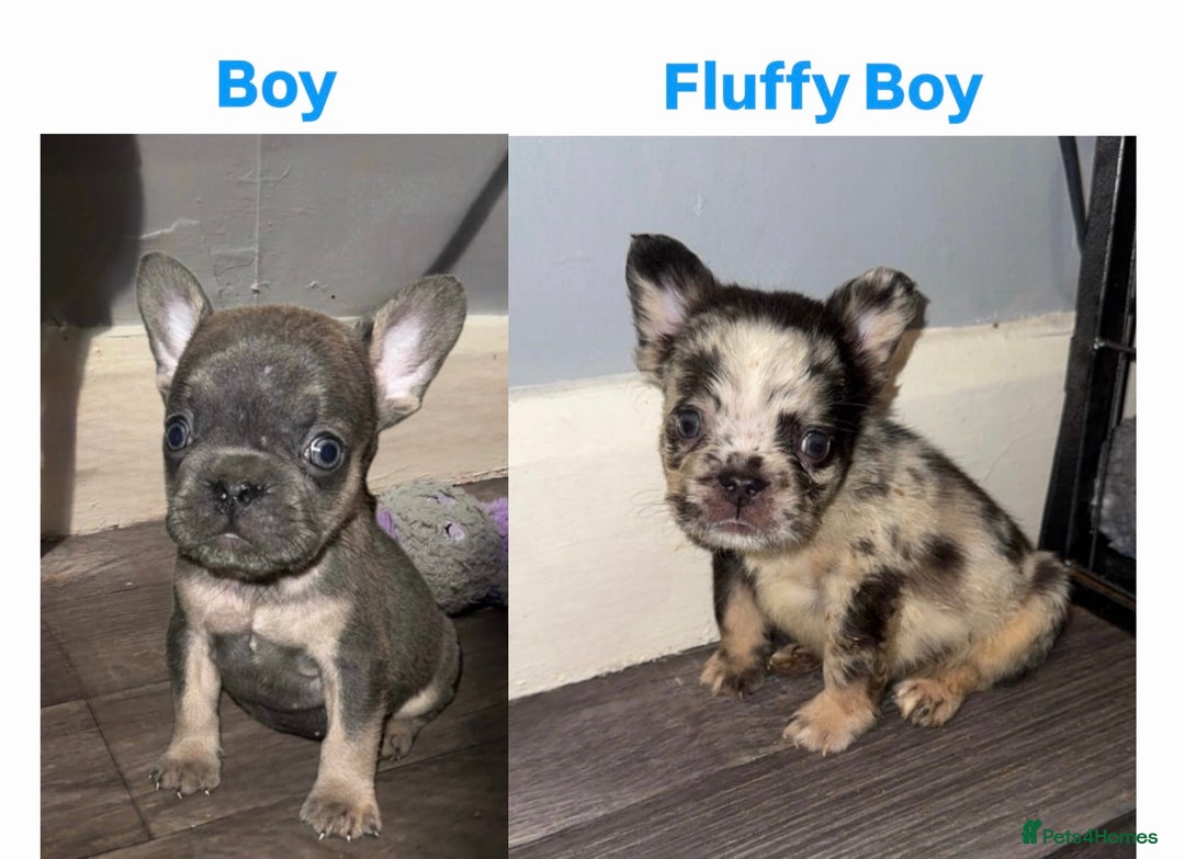 French Bulldog dogs for sale: REDUCED! French Bulldog puppies - Advert 12