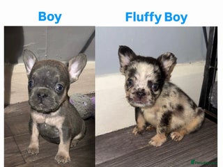 French Bulldog dogs French Bulldog puppies - Advert 10