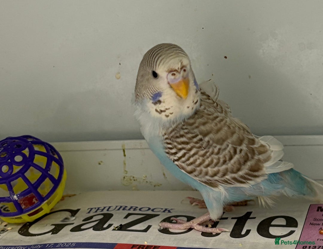 Budgerigars birds for sale: Beautiful baby budgies  - Image 5