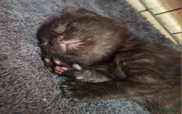 Domestic Shorthair cats for sale: ✨️ Beautiful 2 kittens 🩷🩵 Ready for homes now ✨️ - Image 3