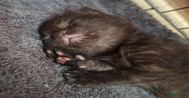 Domestic Shorthair cats - Advert 7